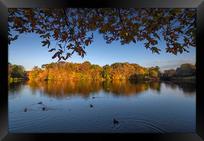 Autumn lake surrounded by autumnal trees Framed Print by Ankor Light