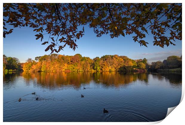 Autumn lake surrounded by autumnal trees Print by Ankor Light
