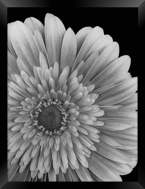 Petals Framed Print by Gary Schulze