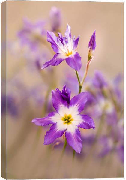 Violet, tiny flowers (Leucocoryne) in the sunshine Canvas Print by Karina Knyspel