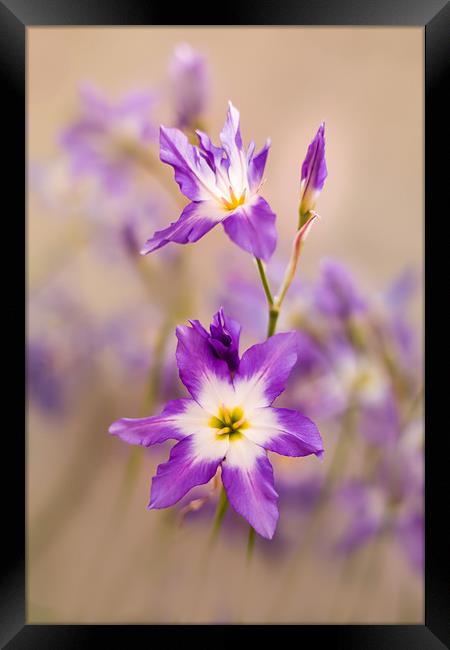 Violet, tiny flowers (Leucocoryne) in the sunshine Framed Print by Karina Knyspel