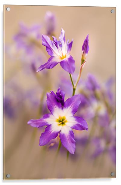 Violet, tiny flowers (Leucocoryne) in the sunshine Acrylic by Karina Knyspel