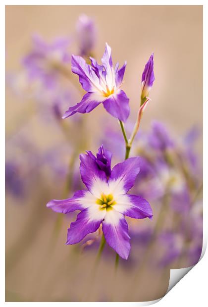 Violet, tiny flowers (Leucocoryne) in the sunshine Print by Karina Knyspel