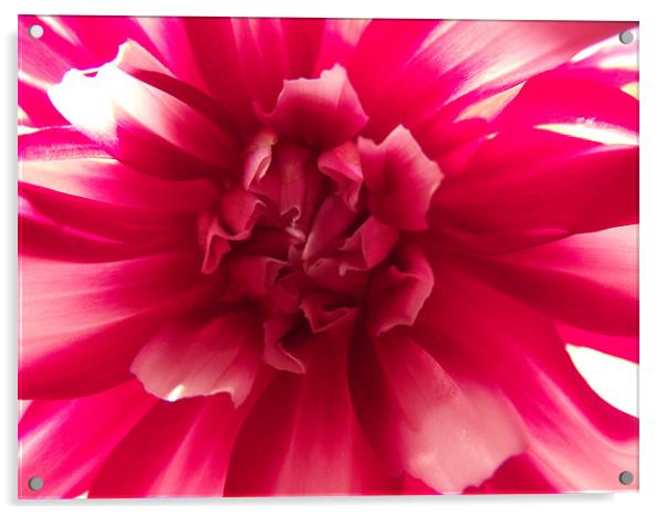 pink flower Acrylic by kelly Draper