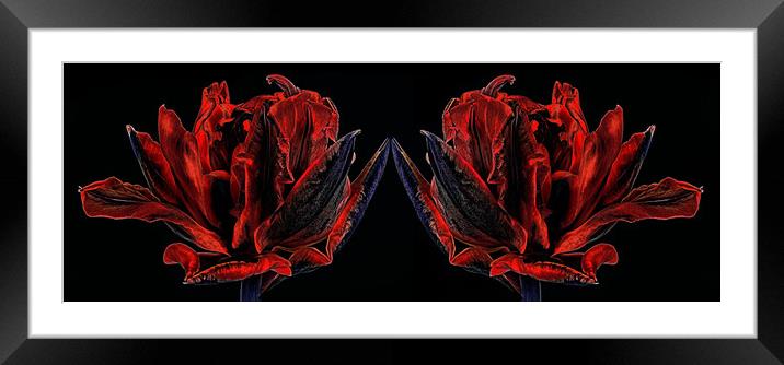 Fiery tulips. Framed Mounted Print by Karina Knyspel