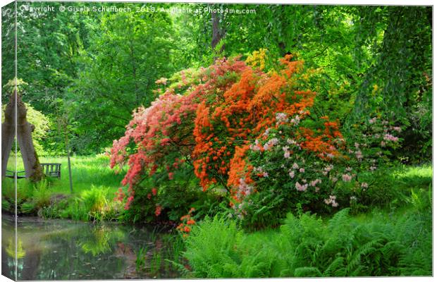 Rhododendron in Orange Canvas Print by Gisela Scheffbuch