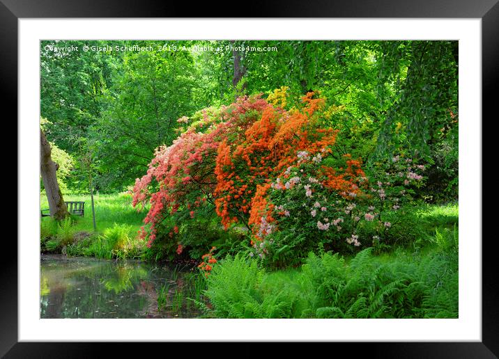 Rhododendron in Orange Framed Mounted Print by Gisela Scheffbuch