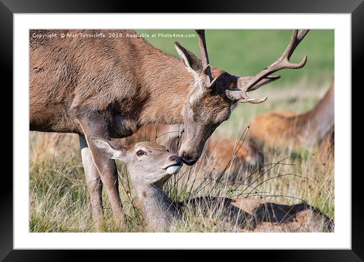 Love is .... Framed Mounted Print by Alan Tunnicliffe