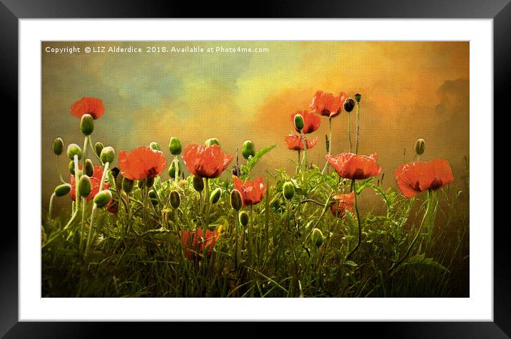 Red Poppies Framed Mounted Print by LIZ Alderdice