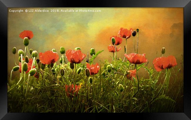 Red Poppies Framed Print by LIZ Alderdice