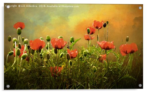 Red Poppies Acrylic by LIZ Alderdice