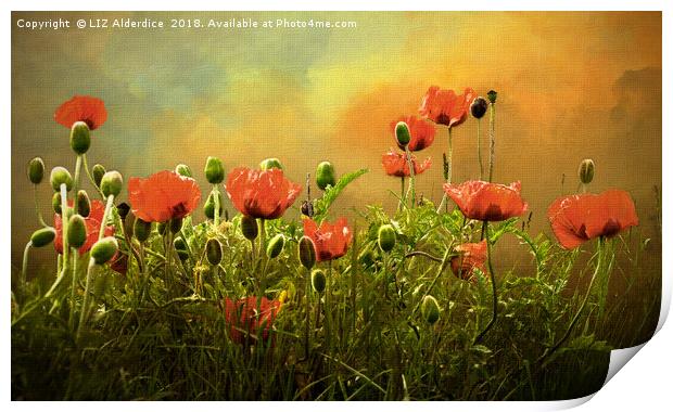 Red Poppies Print by LIZ Alderdice
