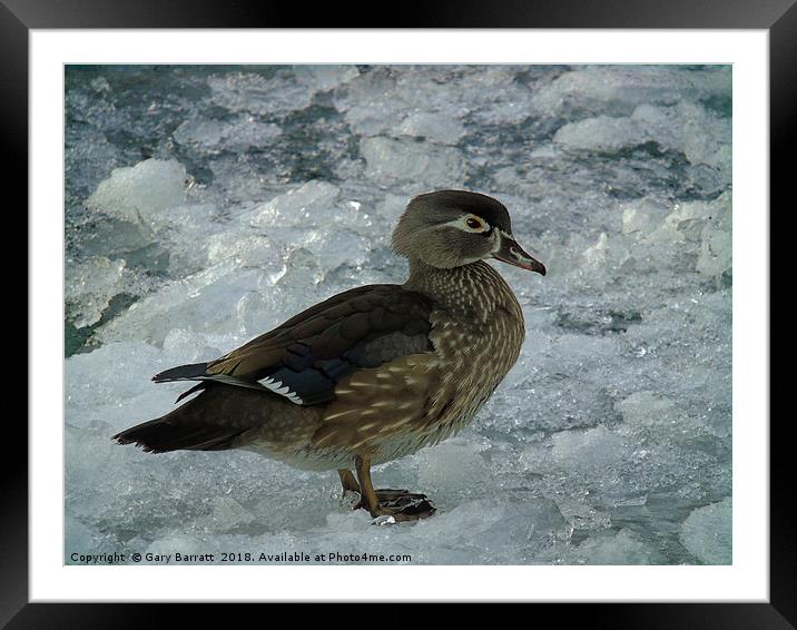 Cold Duck. Framed Mounted Print by Gary Barratt