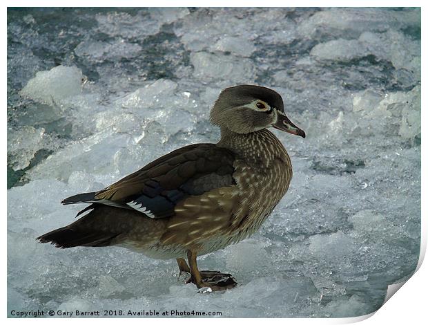 Cold Duck. Print by Gary Barratt
