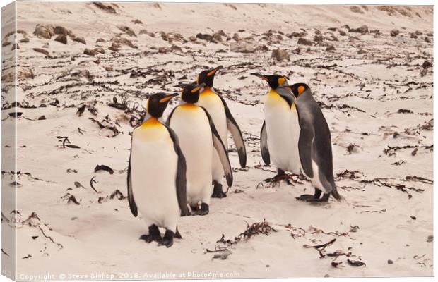 On parade eyes left - Falkland island Penguins. Canvas Print by Steve Bishop
