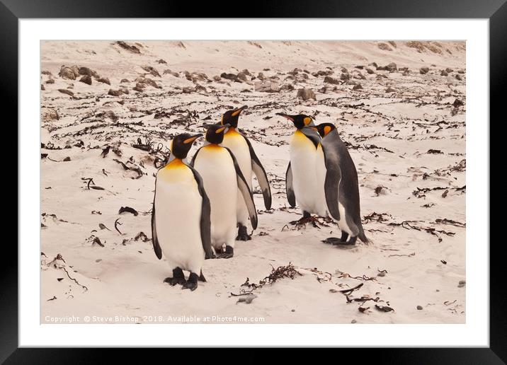 On parade eyes left - Falkland island Penguins. Framed Mounted Print by Steve Bishop