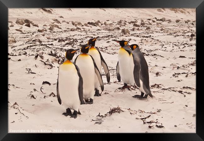 On parade eyes left - Falkland island Penguins. Framed Print by Steve Bishop