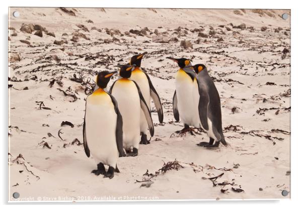 On parade eyes left - Falkland island Penguins. Acrylic by Steve Bishop
