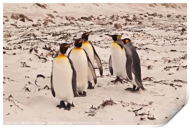 On parade eyes left - Falkland island Penguins. Print by Steve Bishop