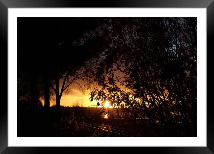Sunset Through The Trees Framed Mounted Print by Erin Hayes