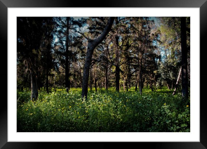 Yellow Flower Forest Framed Mounted Print by Cassi Moghan