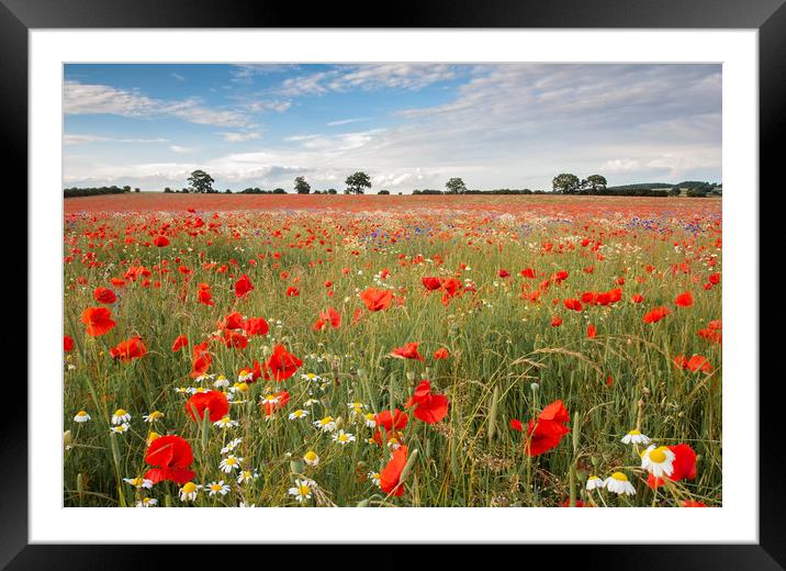 Remembrance Poppies Framed Mounted Print by Graham Custance