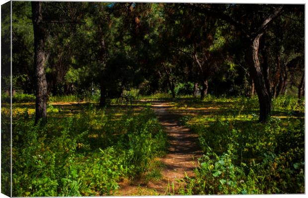 Pigeon Path Canvas Print by Cassi Moghan