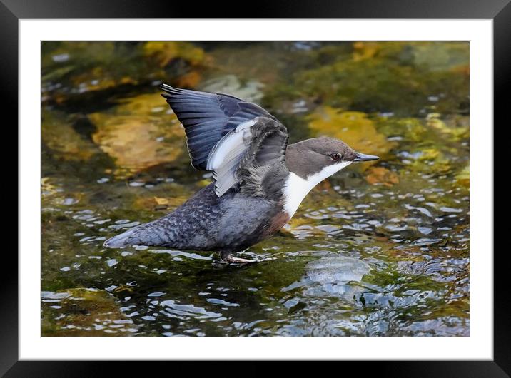 Dipper Framed Mounted Print by Pam Parsons