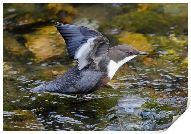 Dipper Print by Pam Parsons