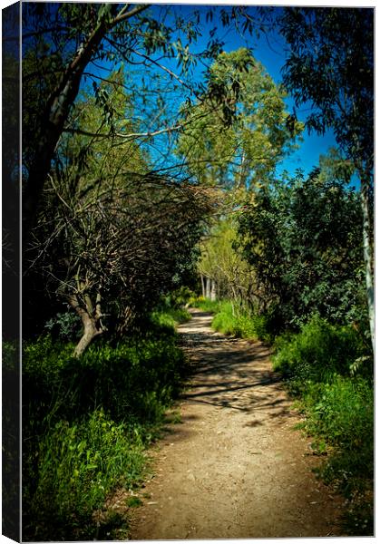 Forest Path Canvas Print by Cassi Moghan