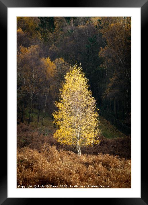 Autumn Tree in Sunlight Framed Mounted Print by Andy McGarry
