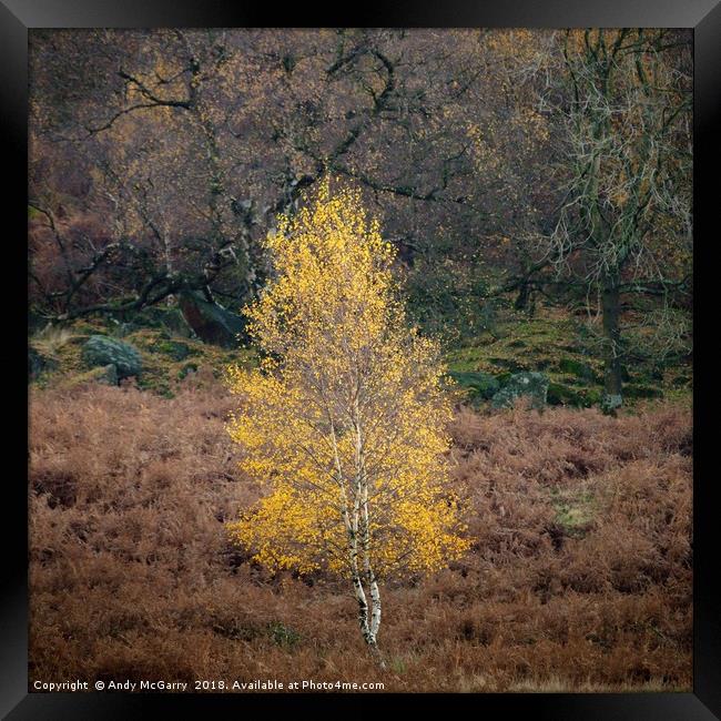 Autumn Tree in Sunlight Framed Print by Andy McGarry