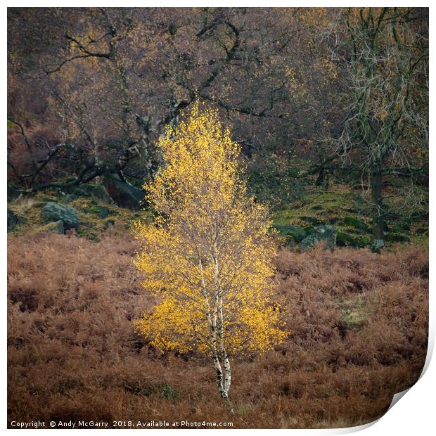 Autumn Tree in Sunlight Print by Andy McGarry
