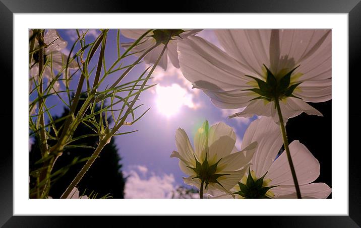 Cosmos Sky Framed Mounted Print by Louise Godwin