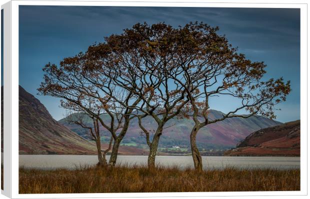Crummock Trees Canvas Print by Paul Andrews
