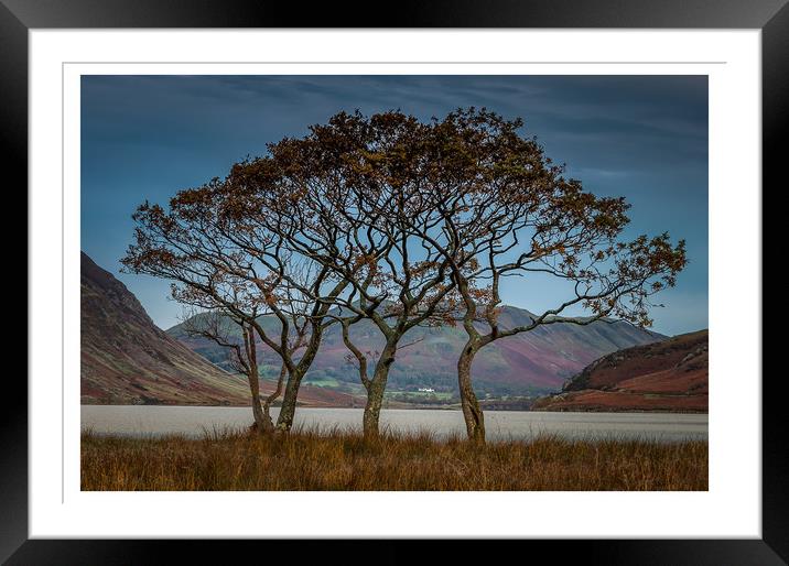 Crummock Trees Framed Mounted Print by Paul Andrews