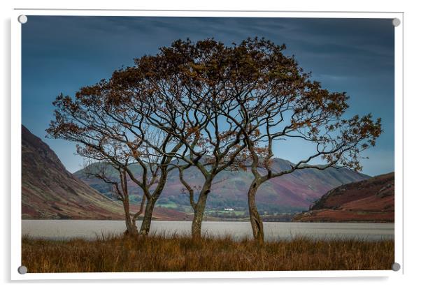 Crummock Trees Acrylic by Paul Andrews