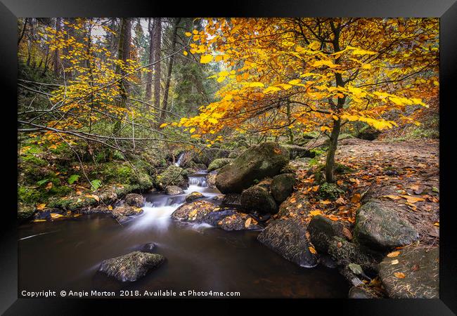 Tree by Wyming Brook Framed Print by Angie Morton