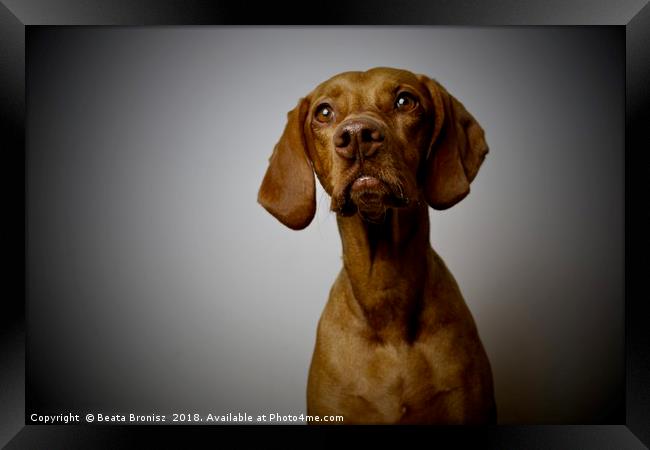 Beautiful Hungarian Vizsla  Framed Print by Beata Bronisz