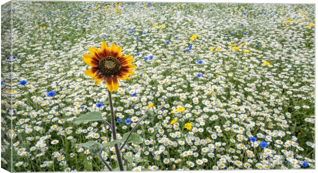 The Sunflower Canvas Print by Colin Evans