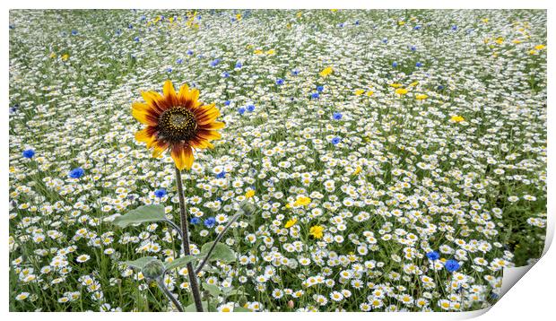 The Sunflower Print by Colin Evans