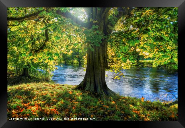 Shades of Autumn Framed Print by Ian Mitchell