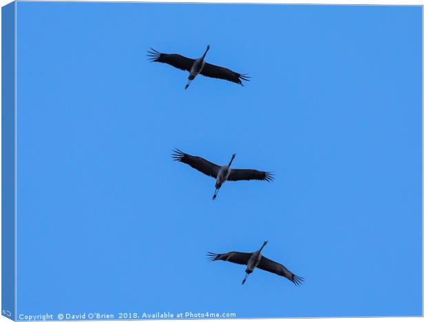Cranes in Flight Formation Canvas Print by David O'Brien