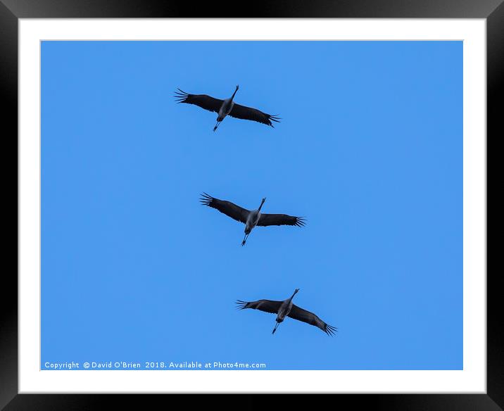 Cranes in Flight Formation Framed Mounted Print by David O'Brien