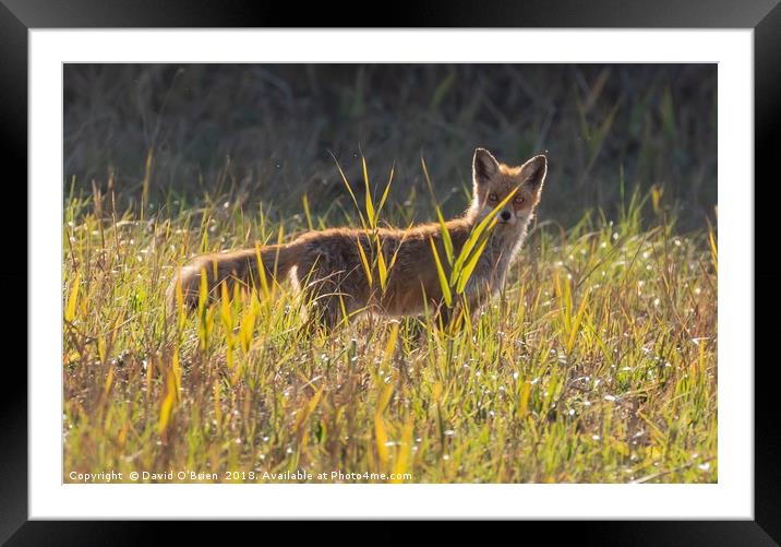 Curious Fox Framed Mounted Print by David O'Brien