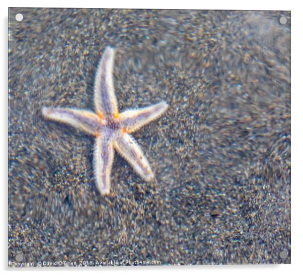 Starfish refracted Acrylic by David O'Brien