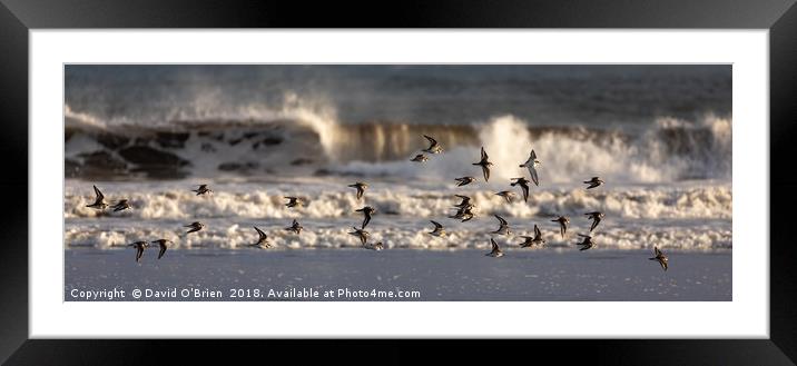 A flight of Plovers Framed Mounted Print by David O'Brien