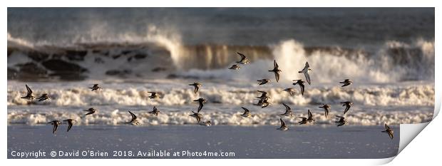 A flight of Plovers Print by David O'Brien