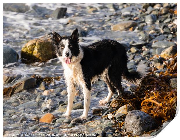 Shaggy Sheepdog Print by David O'Brien