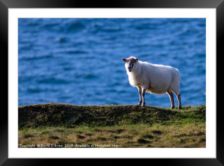 Sheep against the ocean Framed Mounted Print by David O'Brien
